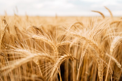 Azelaic acid can be found in grain, skin yeast and can be synthesized in a lab.