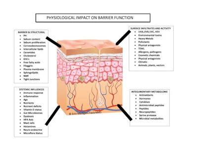 The physiological impact on barrier function.