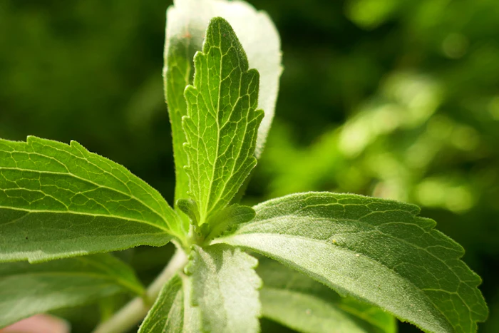 At the heart of the collaboration is Arzeda’s ViaLeaf Reb M technology, a direct-from-leaf stevia extraction process powered by AI-designed enzymes.