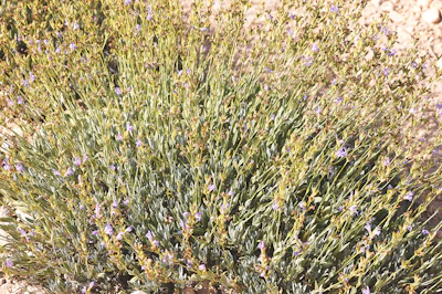Dense field of lavender plants with purple flowers and green foliage in natural sunlight