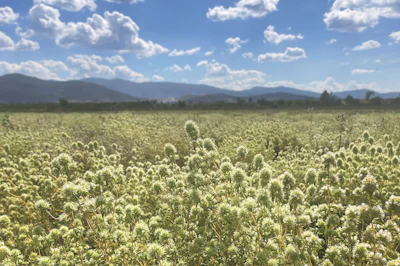 Field of white flowering plants with distant mountains under a blue cloudy sky