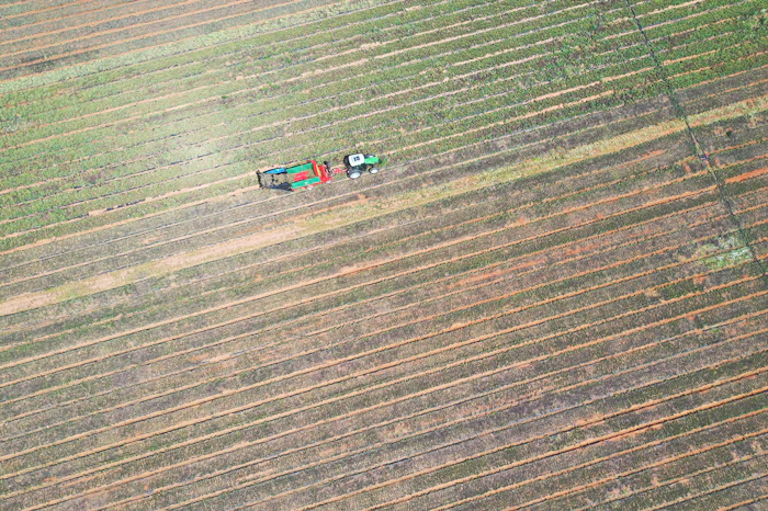 Aerial view of combine harvester and support vehicle working in parallel rows across a large agricultural field