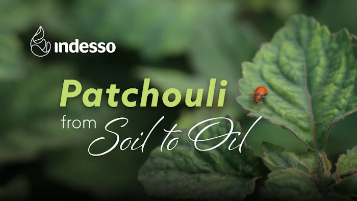 P&f Patchouli Lead Image