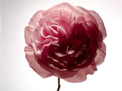 Responsible sourcing is not a recent commitment for Robertet; it has been part of our philosophy since our founding in 1850.