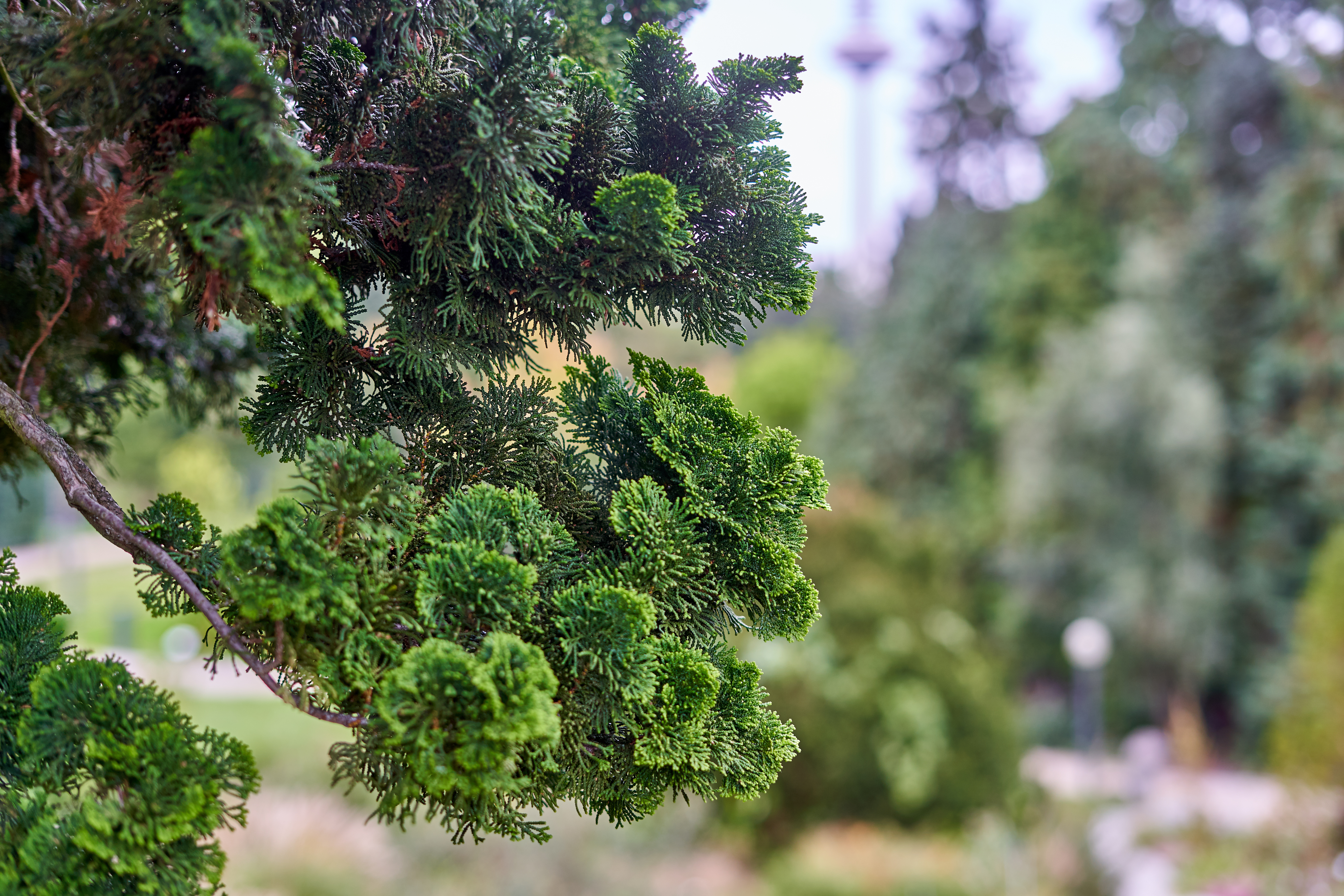 Derived from the wood of Japanese cypress (Chamaecyparis obtusa), hinoki oil&mdash;manufactured by Tsuji Oil Mills Co., Ltd. and distributed internationally by Seikodo Ishida Co., Ltd.&mdash;is a distinctive natural ingredient that combines a fresh coniferous character with warm woody depth and strong sustainability credentials.