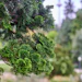 Derived from the wood of Japanese cypress (Chamaecyparis obtusa), hinoki oil—manufactured by Tsuji Oil Mills Co., Ltd. and distributed internationally by Seikodo Ishida Co., Ltd.—is a distinctive natural ingredient that combines a fresh coniferous character with warm woody depth and strong sustainability credentials.