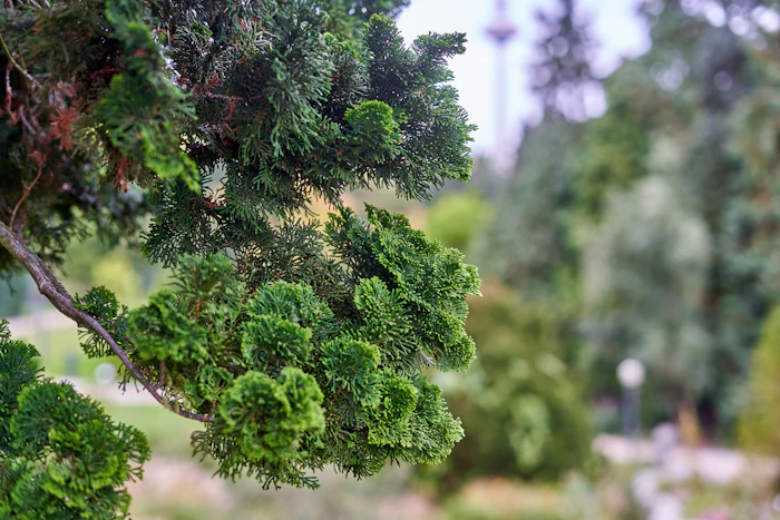 Derived from the wood of Japanese cypress (Chamaecyparis obtusa), hinoki oil&mdash;manufactured by Tsuji Oil Mills Co., Ltd. and distributed internationally by Seikodo Ishida Co., Ltd.&mdash;is a distinctive natural ingredient that combines a fresh coniferous character with warm woody depth and strong sustainability credentials.