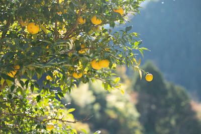 Seikodo Ishida Co., Ltd. distributes citrus materials produced by Tsuji Oil Mills that leverage a trio of extraction technologies designed to capture different facets of yuzu’s aroma profile for flavor and fragrance applications.